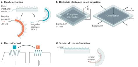 Soft actuators for real-world applications | Physical Intelligence ...