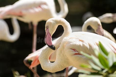 White Flamingos Standing in the Water. Stock Image - Image of environment, exotic: 130212577