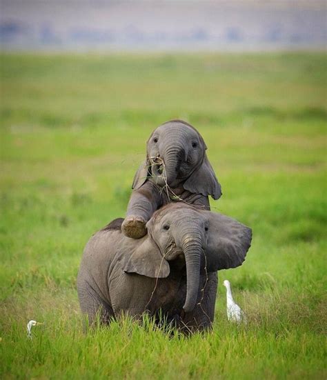 Pin by June Craig on best photo #tmh | Baby elephants playing, Baby animals funny, Cute baby ...