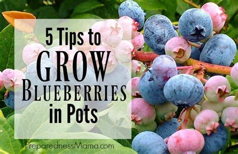 5 Tips to Grow Blueberries in Pots | PreparednessMama