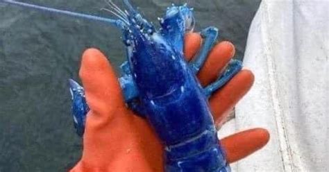 Man Catches Rare Blue Lobster