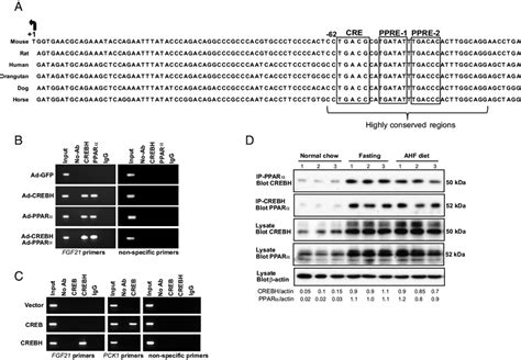 CREBH interacts with PPAR to bind to the FGF21 gene promoter. A,... | Download Scientific Diagram