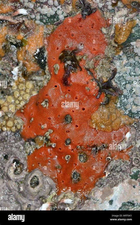 Red encrusting sponges hi-res stock photography and images - Alamy