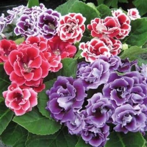 Gloxinia Sinningia Brocade Series