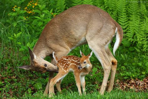 White-tailed Deer Mother and Fawn Interacting