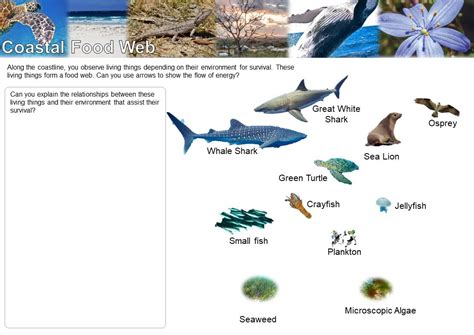 Coastal Food Web - NACC - Northern Agricultural Catchments Council