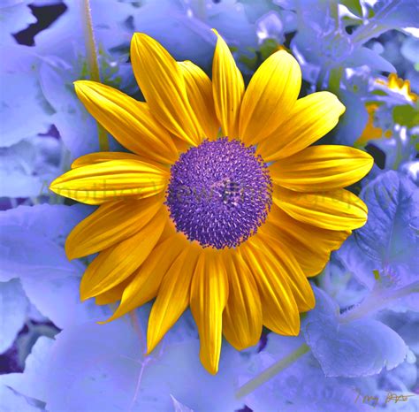 Yellow and Purple Flowers on Purple Background – Another View Photography