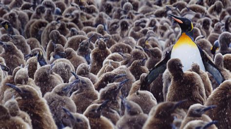 King Penguin Chicks – Bing Wallpaper Download