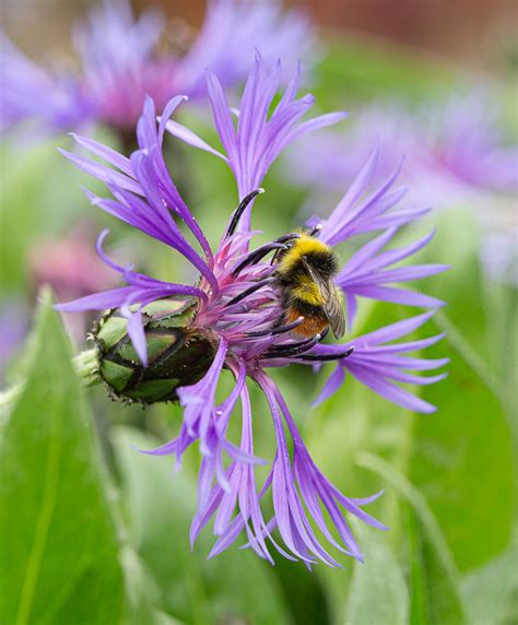 Centaurea Montana - Chessington Garden Centre