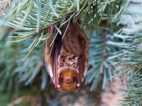 Family Vespertilionidae - Worldwide Nature