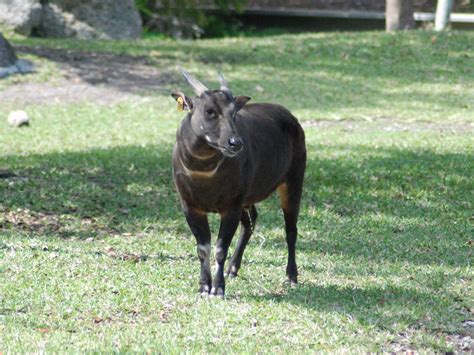 The Online Zoo - Lowland Anoa