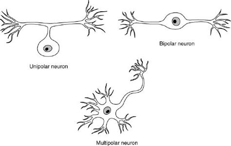 4.1: Nervous System Tissue - Social Sci LibreTexts