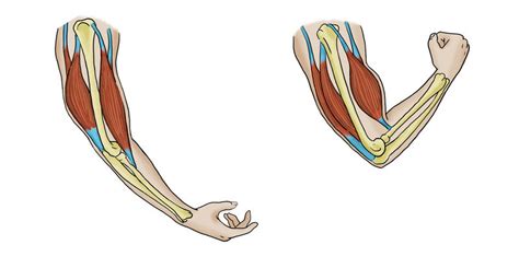 Skeletal Muscles ( Read ) | Biology | CK-12 Foundation