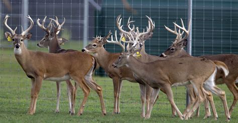 Chronic wasting disease hits multiple Texas deer breeding facilities