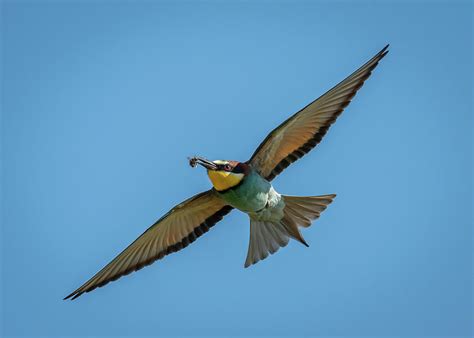 A European bee-eater Merops apiaster flying Photograph by Stefan Rotter - Fine Art America