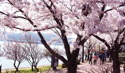 Gyeongju Cherry Blossom Festival 2019 Day Tour from Seoul - Trazy ...