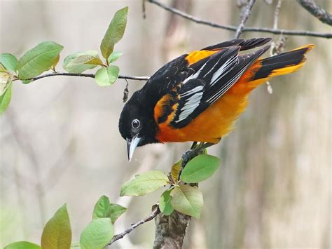 Baltimore Oriole (east) | Celebrate Urban Birds