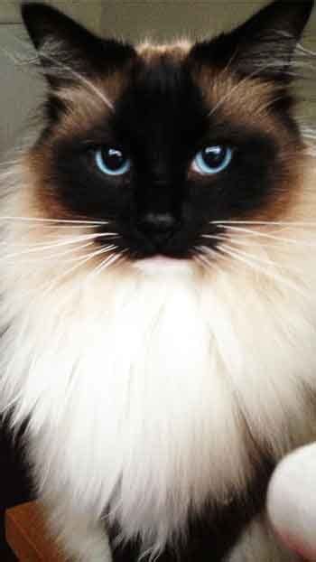 Ragdoll Cat Breeds With Pictures - Pets Lovers