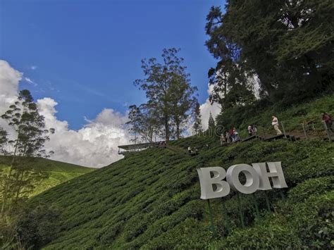 CAMERON HIGHLANDS, MALAYSIA-DECEMBER 19, 2019 : Boh Empire Tea ...