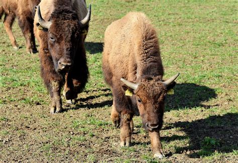 Bison Buffalo Horns American - Free photo on Pixabay