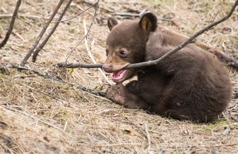 Why do black bear cubs play? | Nature Labs