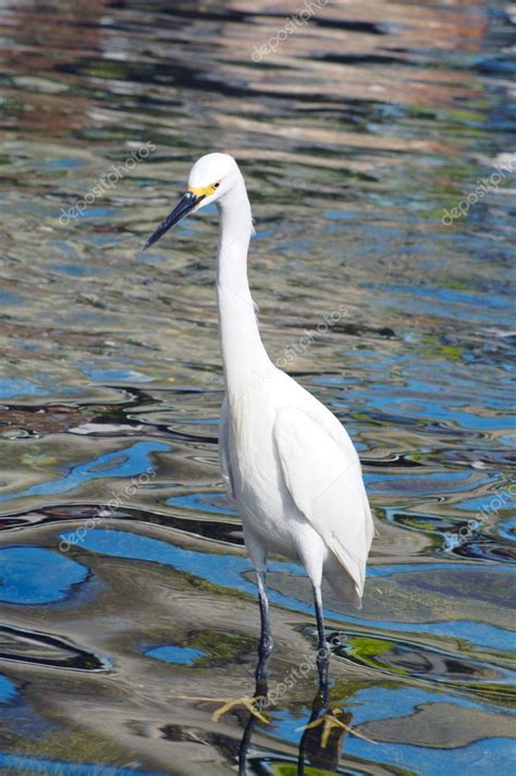 Crane Bird closeup — Stock Photo © Nikonite #1297698