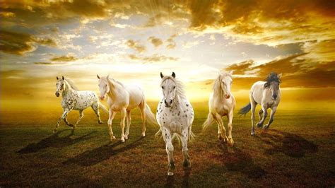 Seven Horses Wallpapers - Top Free Seven Horses Backgrounds - WallpaperAccess