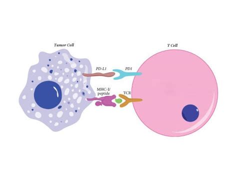 Cholesterol Drugs to Improve Cancer Immunotherapy - NCI