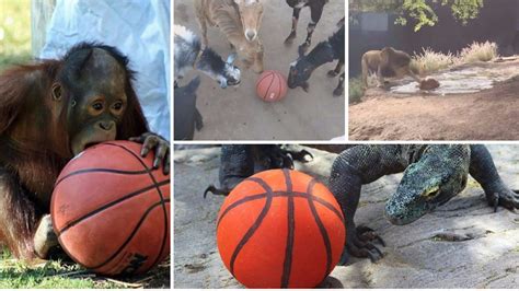 12news.com | Phoenix Zoo animals show off basketball skills