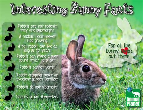 39 best Bunny Hints, Tips and Facts images on Pinterest | Bunnies, Bunny rabbits and Dwarf bunnies