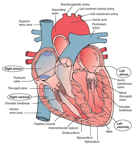 Heart and great vessels (anterior view). The heart is enclosed in the pericardial sac, the i ...