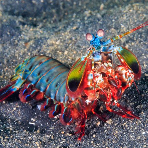 The mantis shrimp_It's striking beauty is unrivalled. And it has a ...