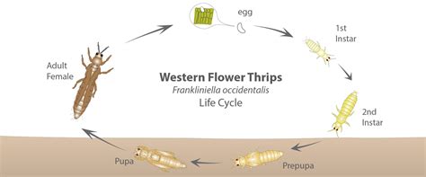 Thrips life cycle - BioBee Canada