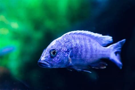 Electric Blue Cichlid Care Guide - Diet & Breeding » Petsoid