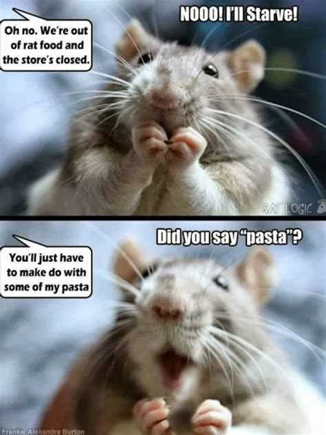 Quotes About Pet Rats. QuotesGram