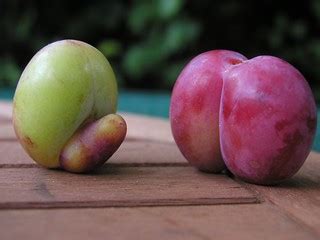 It's just fruit! ;-) | Just found this picture of some of ou… | Flickr