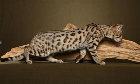 Bengal cat - Cats breeds