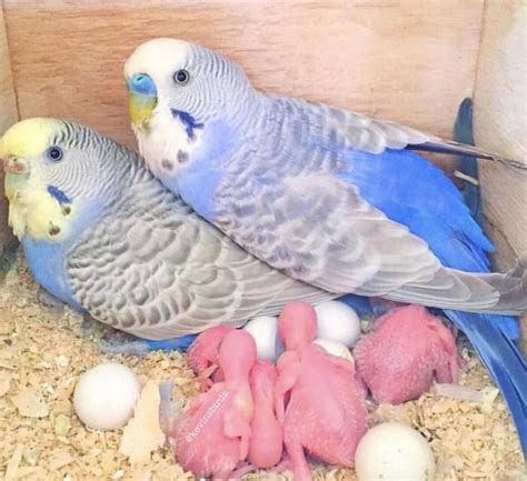 Passarinhos 😍😍😍 | Cute birds, Funny birds, Baby parakeets