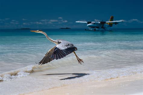 Explore the Wildlife of the Maldives | The Maldives Travel