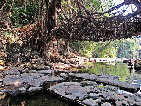 Random Wanderings!: Living Root Bridges of Meghalaya