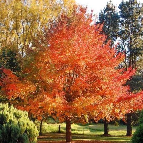 Wildfire Black Gum (Tupelo) – New Blooms Nursery