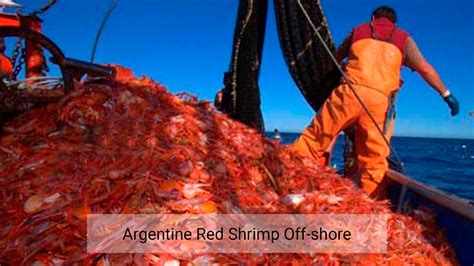 Argentine red shrimp off-shore - Centro Desarrollo y Pesca Sustentable