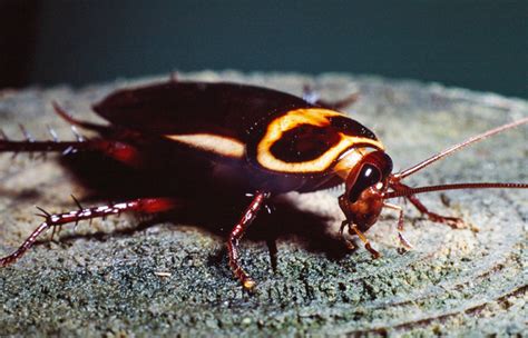 Australian Cockroach - Insects Morphology