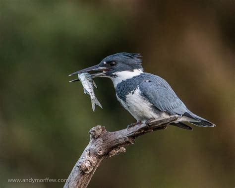 Belted Kingfisher eating fish perching on branch HD wallpaper | Wallpaper Flare