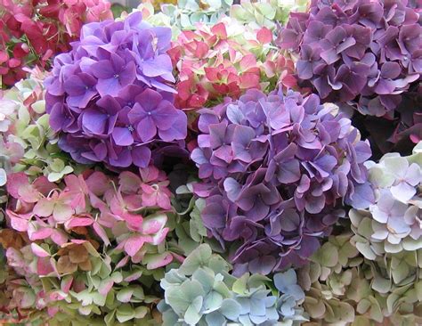 Hydrangeas Wallpapers - Wallpaper Cave