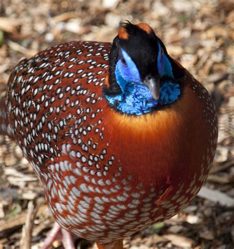 Photos: 10 Rare And Colourful Birds Of India - India's Endangered