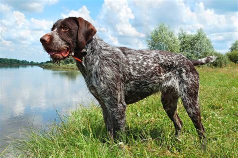 German Wirehaired Pointer was bred for hunting but is a good family dog