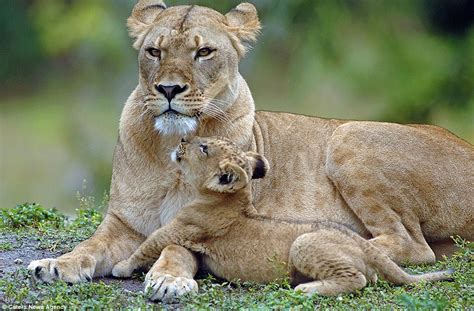 Heartbreaking pictures of Asha the lion with her newborn cub before ...