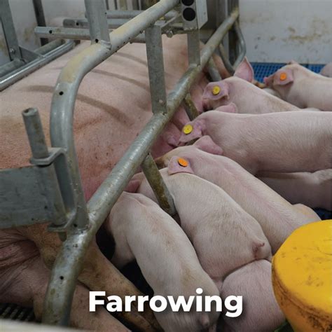 Farrowing