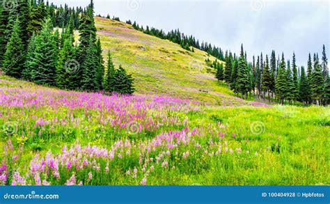 Hiking through Alpine Meadows Covered in Pink Fireweed Wildflowers in the High Alpine Stock ...